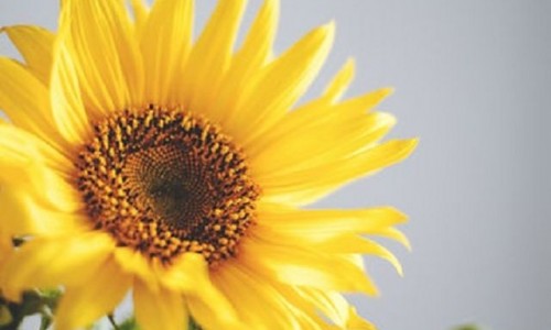 Wichtiges für Grundschulen